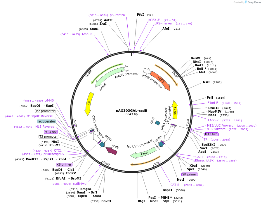 14133-plasmid-map-sequence-id-7796