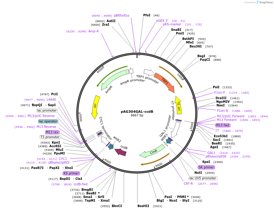 14135-plasmid-map-sequence-id-7798