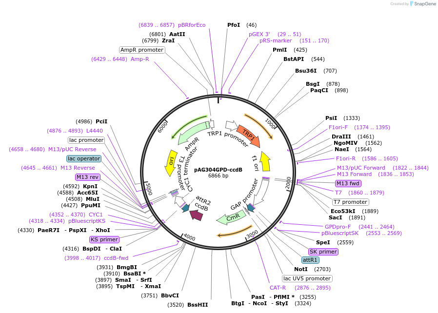 14136-plasmid-map-sequence-id-7799