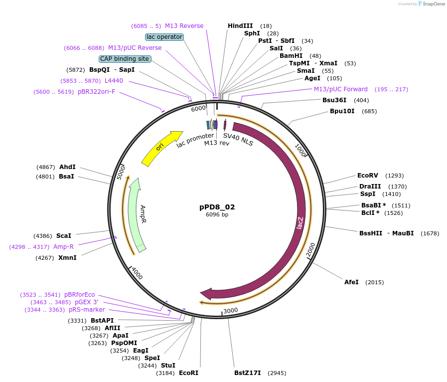 1467-plasmid-map-sequence-id-78