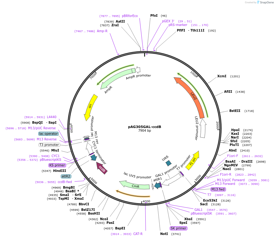 14137-plasmid-map-sequence-id-7800
