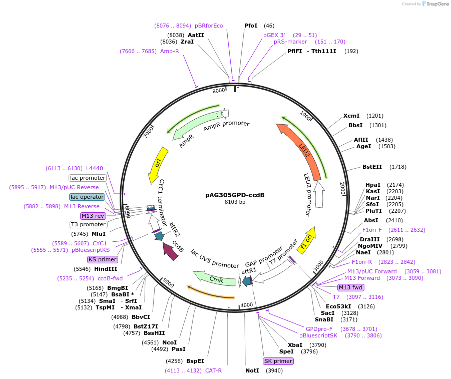 14138-plasmid-map-sequence-id-7801
