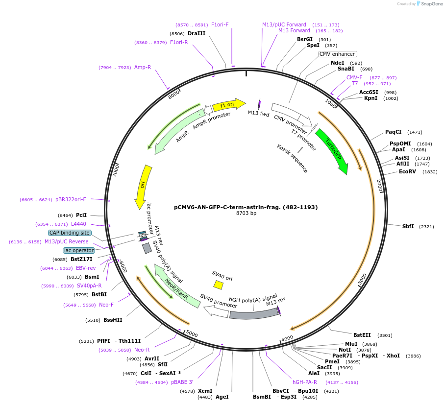 78021_map