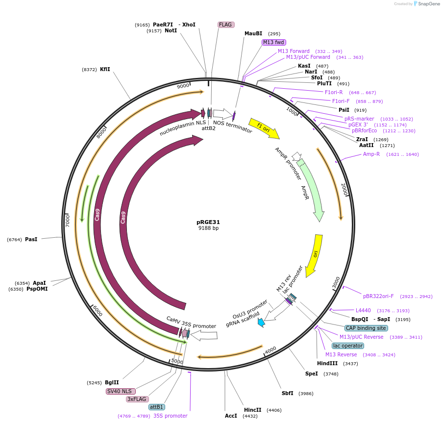 50929-plasmid-map-sequence-id-78025