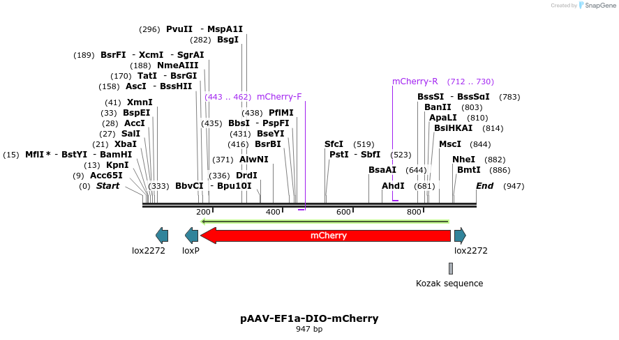 78049_map