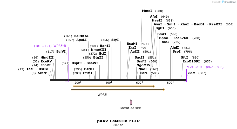 78051_map
