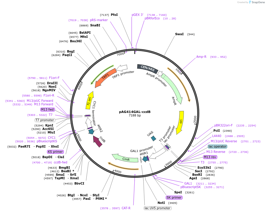14143-plasmid-map-sequence-id-7806