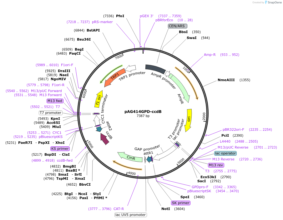 14144-plasmid-map-sequence-id-7807