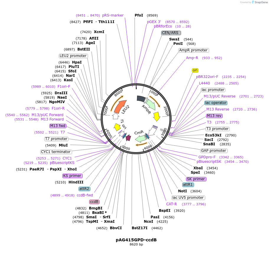 14146-plasmid-map-sequence-id-7809