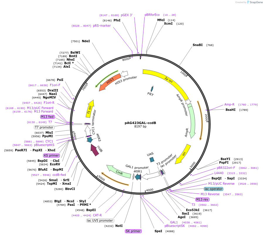 14149-plasmid-map-sequence-id-7812