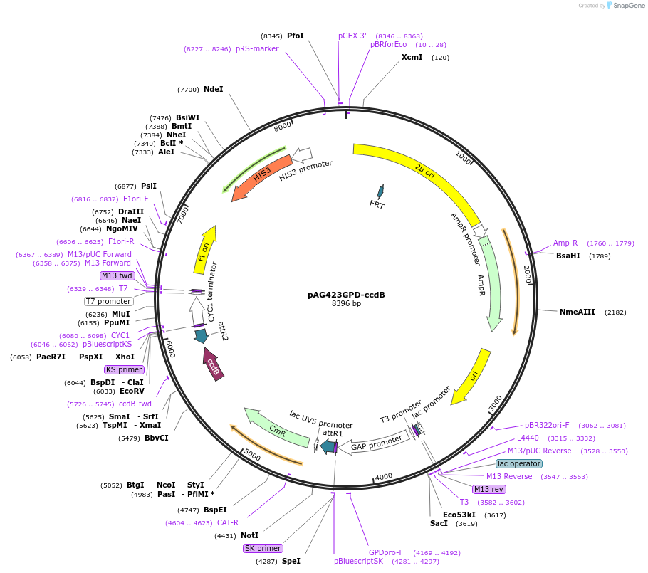 14150-plasmid-map-sequence-id-7813