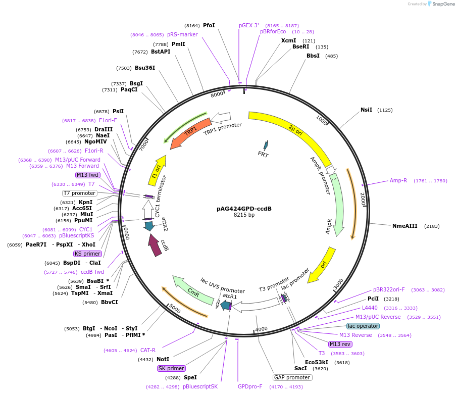 14152-plasmid-map-sequence-id-7815