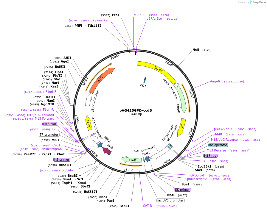 14154-plasmid-map-sequence-id-7817