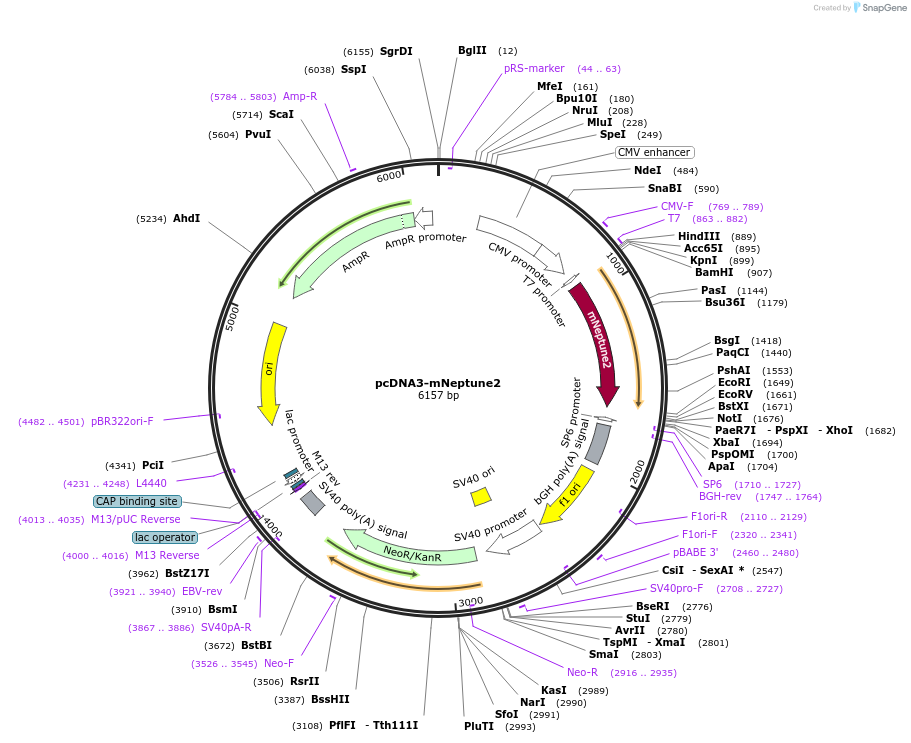 51309-plasmid-map-sequence-id-78210