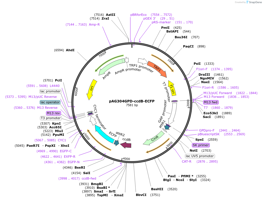 14160-plasmid-map-sequence-id-7823