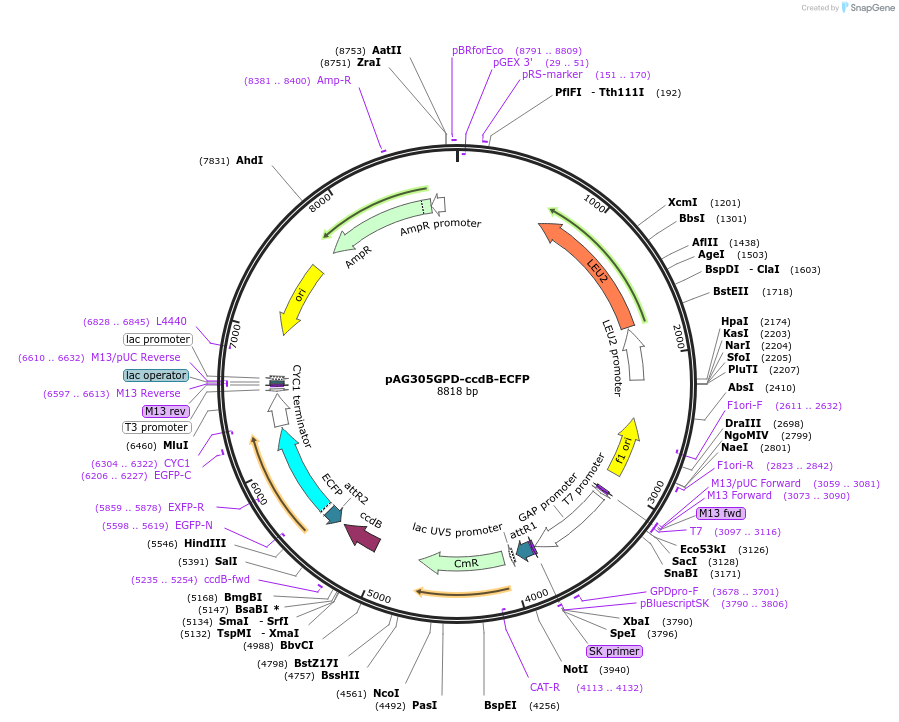 14162-plasmid-map-sequence-id-7825