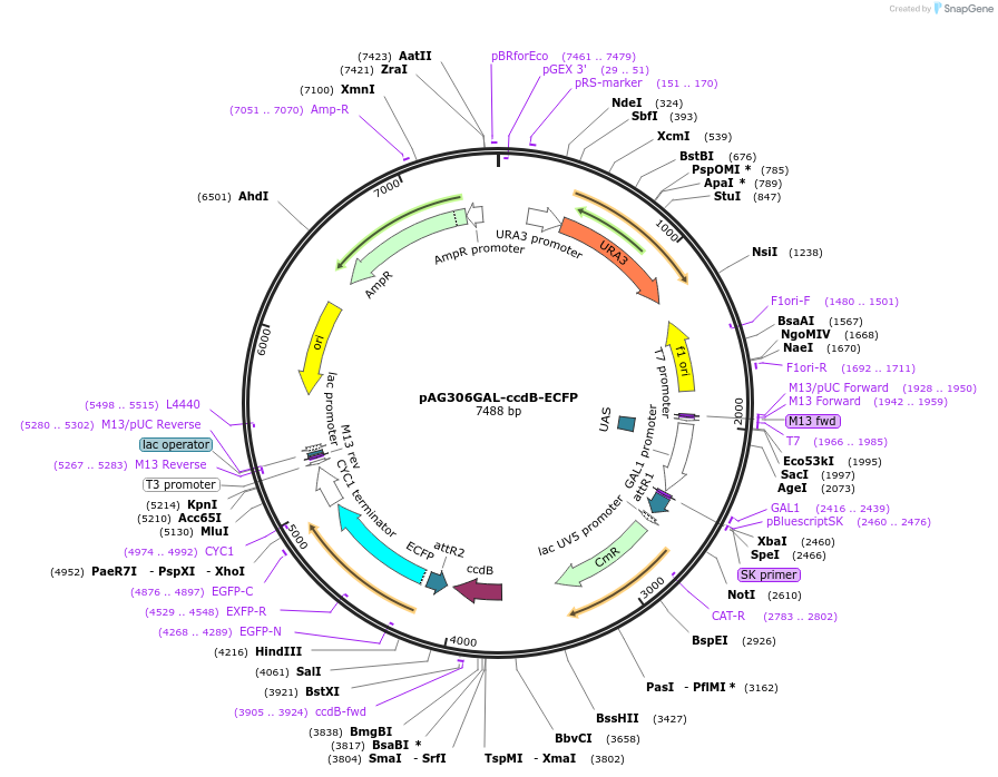 14163-plasmid-map-sequence-id-7826