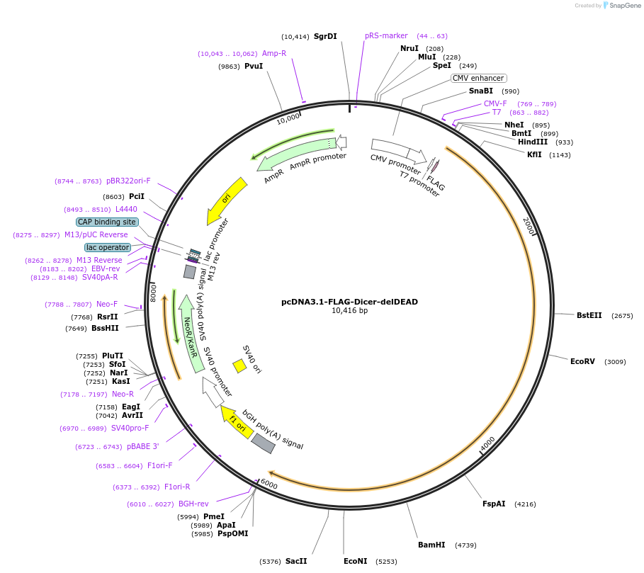 51364-plasmid-map-sequence-id-78266
