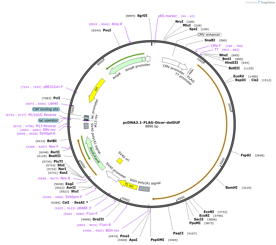 51365-plasmid-map-sequence-id-78267