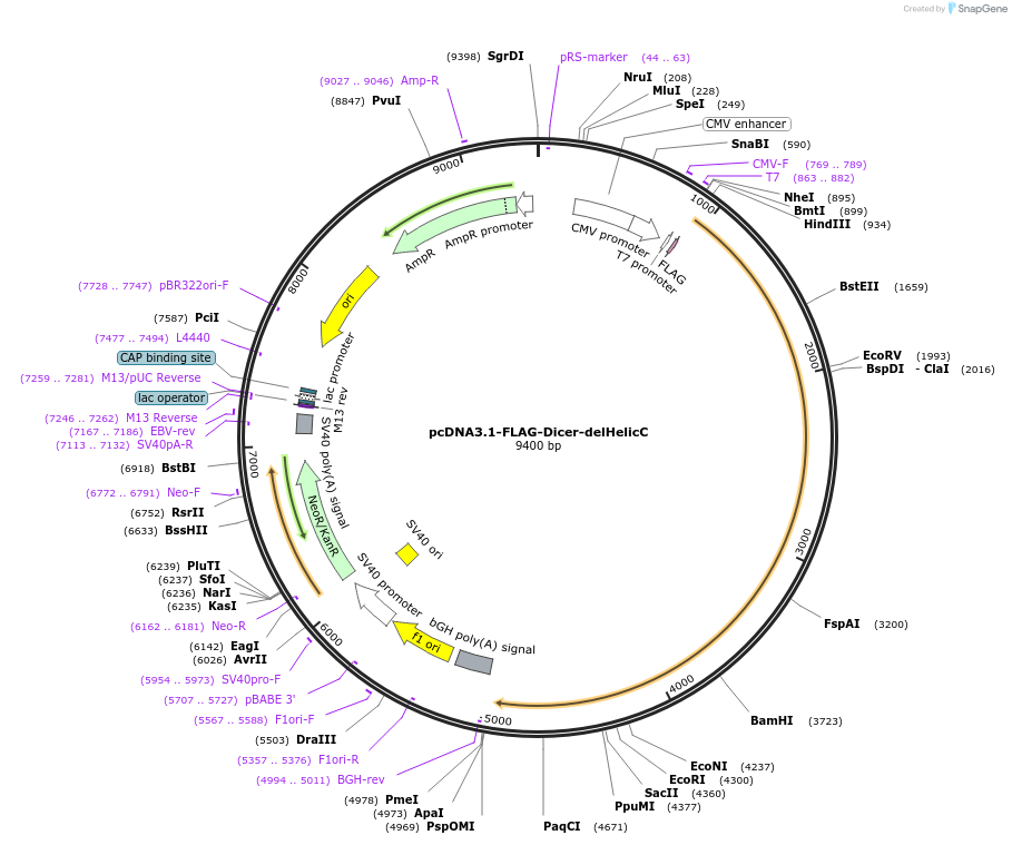 51366-plasmid-map-sequence-id-78268