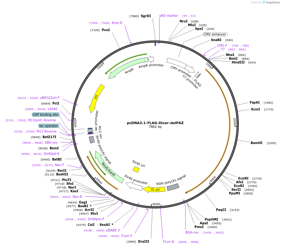 51367-plasmid-map-sequence-id-78269