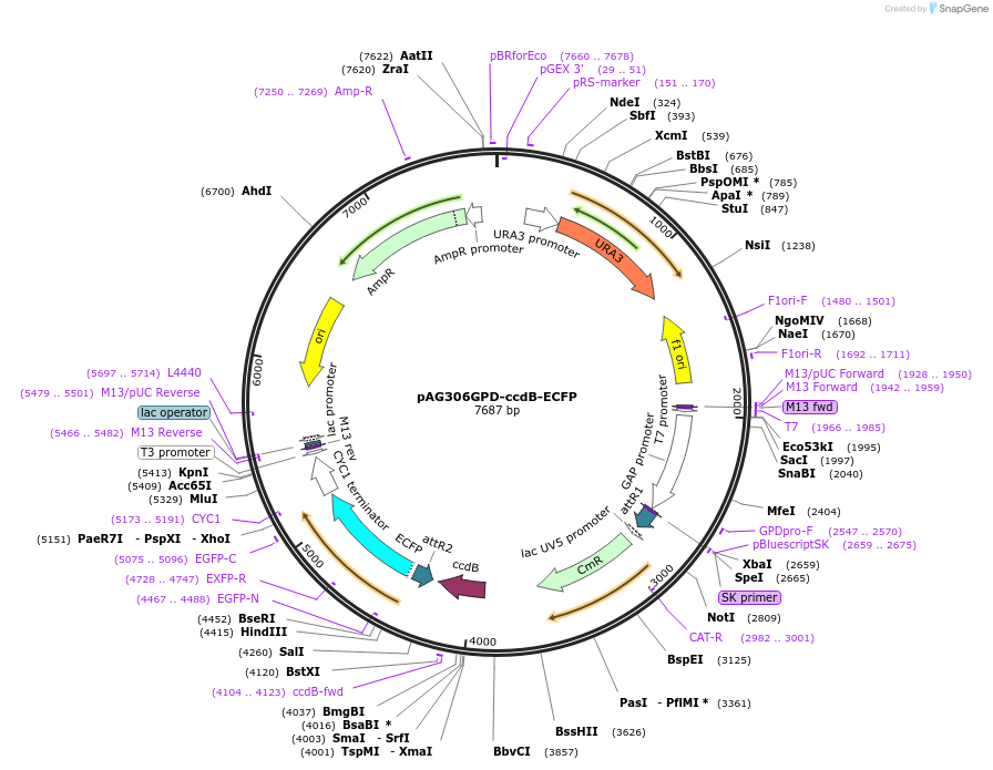14164-plasmid-map-sequence-id-7827