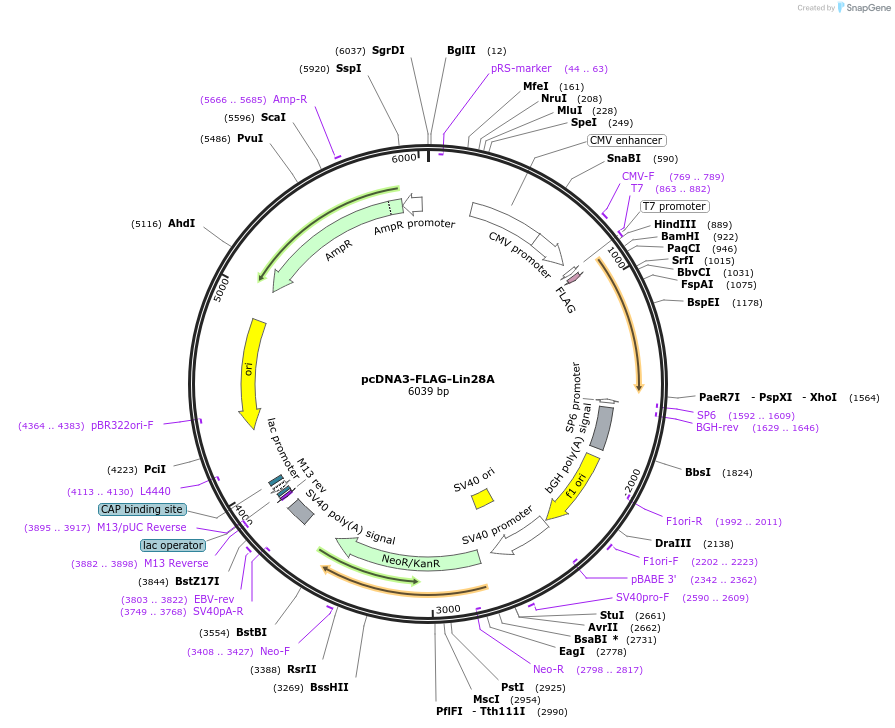 51371-plasmid-map-sequence-id-78271