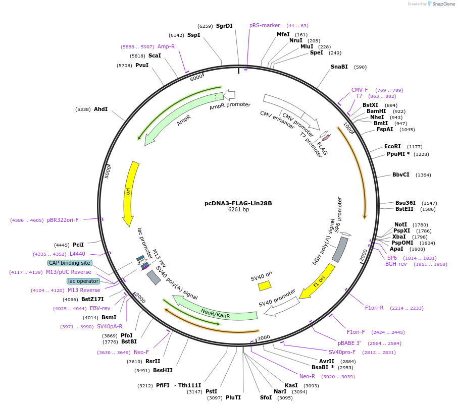 51373-plasmid-map-sequence-id-78272