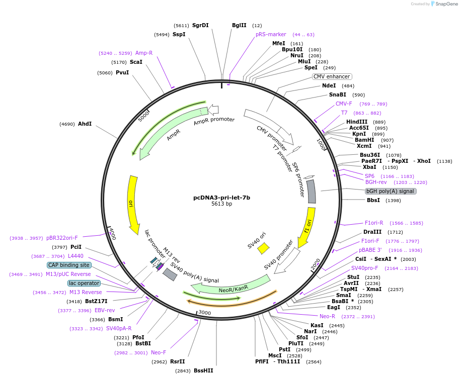 51378-plasmid-map-sequence-id-78275