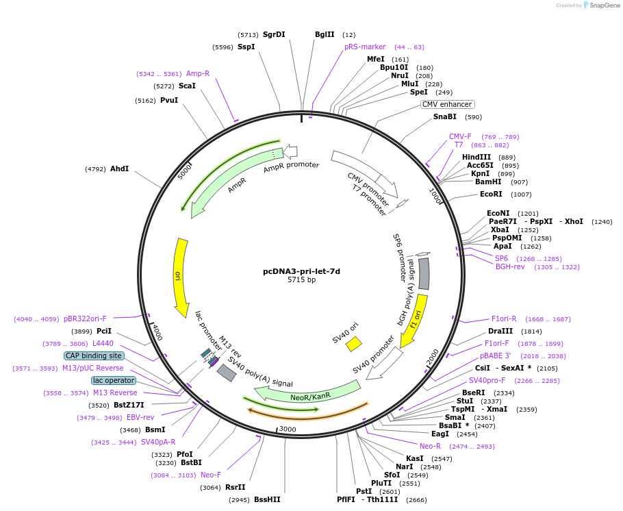 51379-plasmid-map-sequence-id-78276