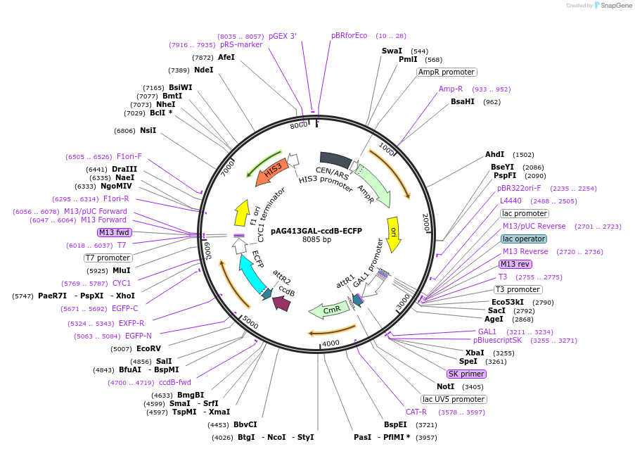 14165-plasmid-map-sequence-id-7828