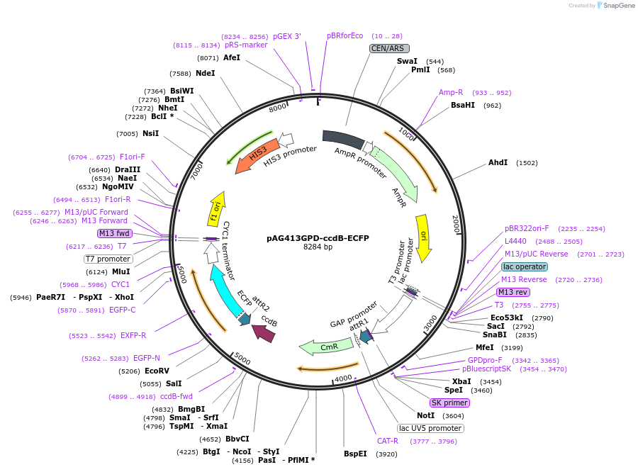 14166-plasmid-map-sequence-id-7829