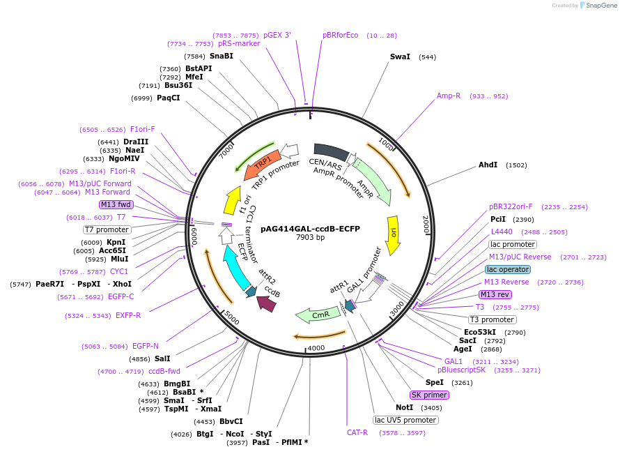 14167-plasmid-map-sequence-id-7830