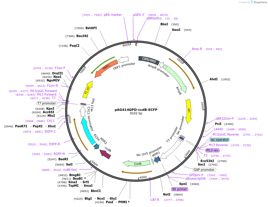 14168-plasmid-map-sequence-id-7831