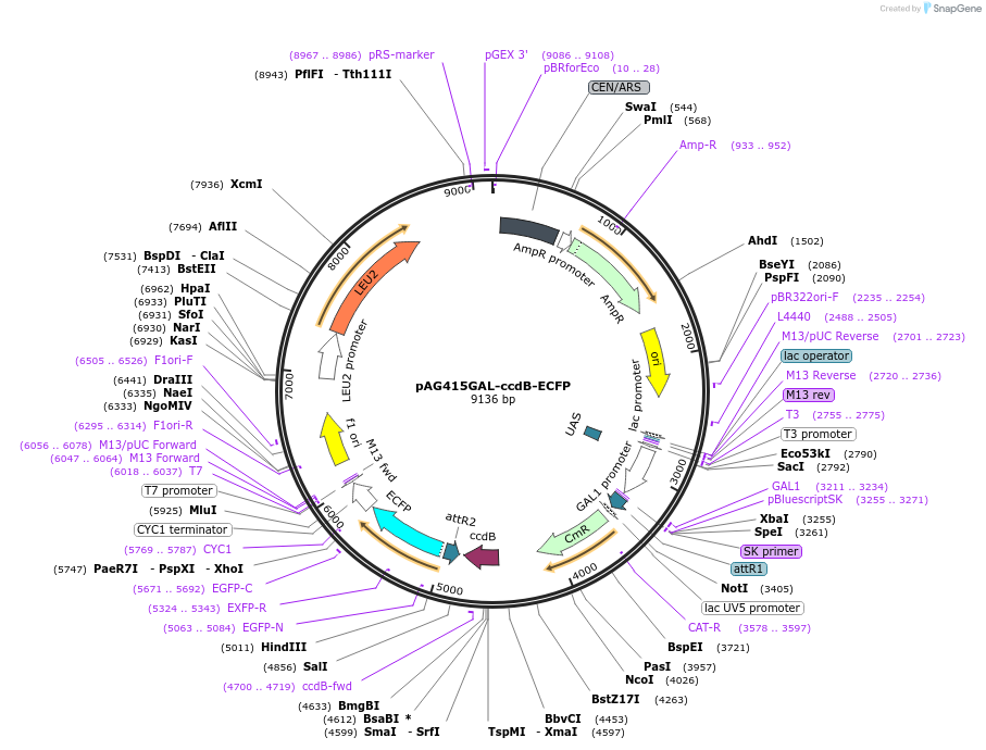 14169-plasmid-map-sequence-id-7832