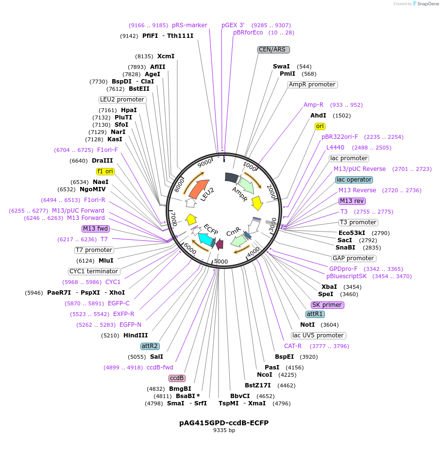 14170-plasmid-map-sequence-id-7833