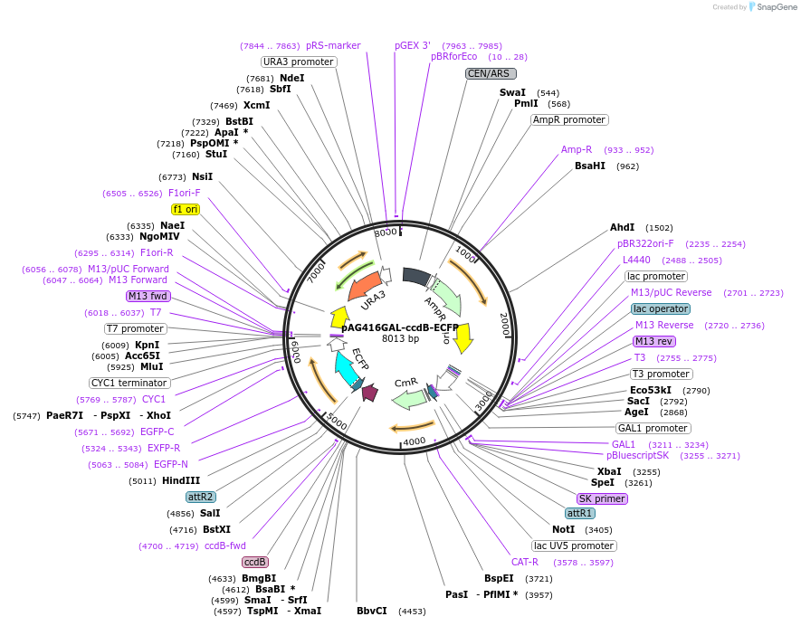 14171-plasmid-map-sequence-id-7834