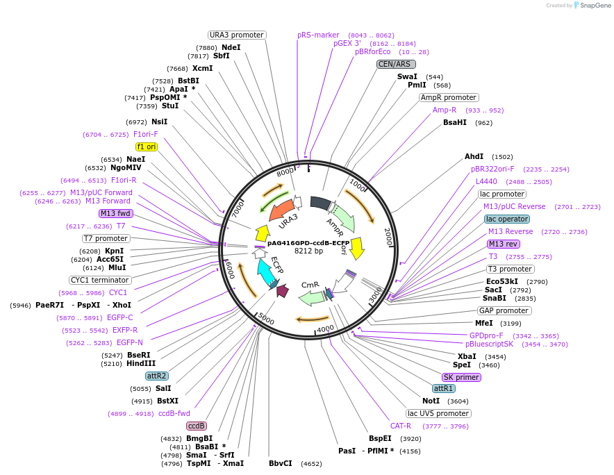 14172-plasmid-map-sequence-id-7835
