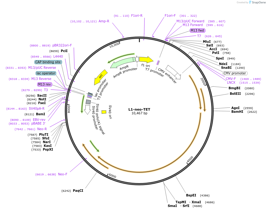 51284-plasmid-map-sequence-id-78366