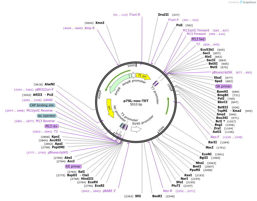 51285-plasmid-map-sequence-id-78367