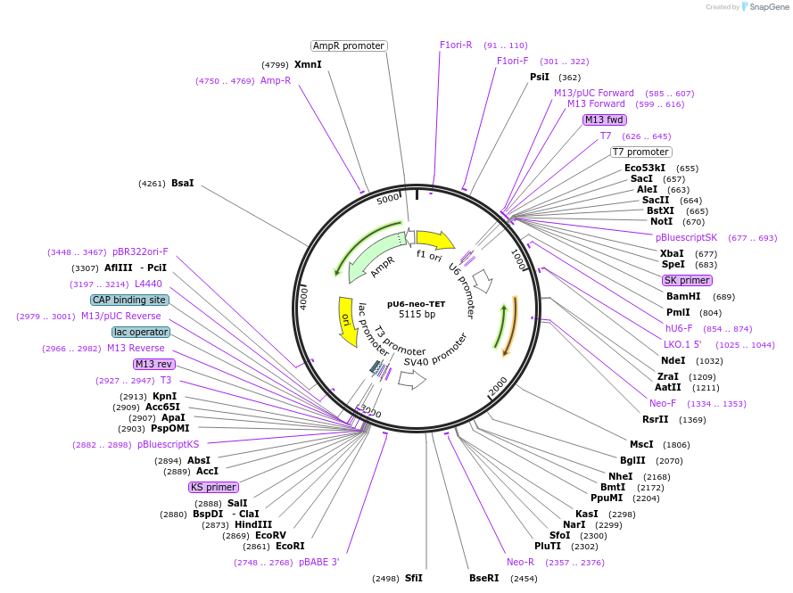 51286-plasmid-map-sequence-id-78368