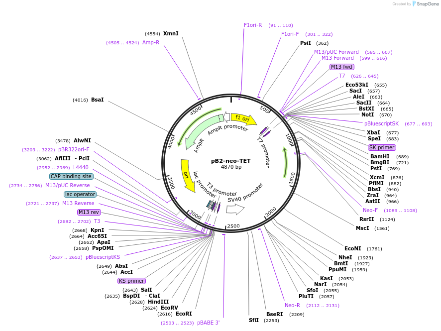 51287-plasmid-map-sequence-id-78369