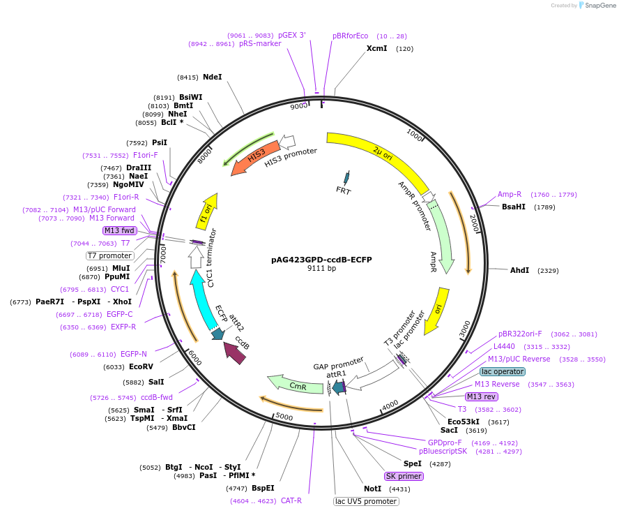 14174-plasmid-map-sequence-id-7837