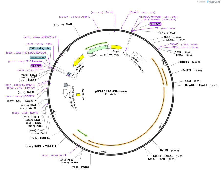 51288-plasmid-map-sequence-id-78370