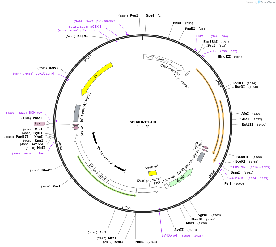 51290-plasmid-map-sequence-id-78373