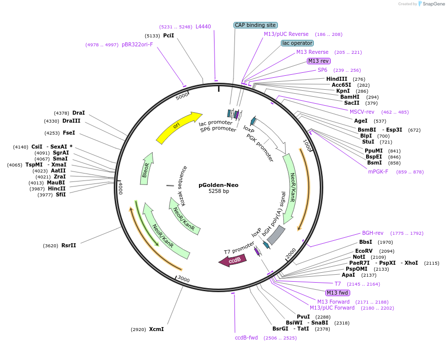 51422-plasmid-map-sequence-id-78379