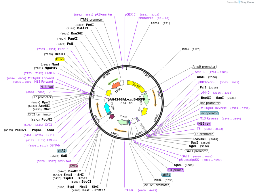14175-plasmid-map-sequence-id-7838