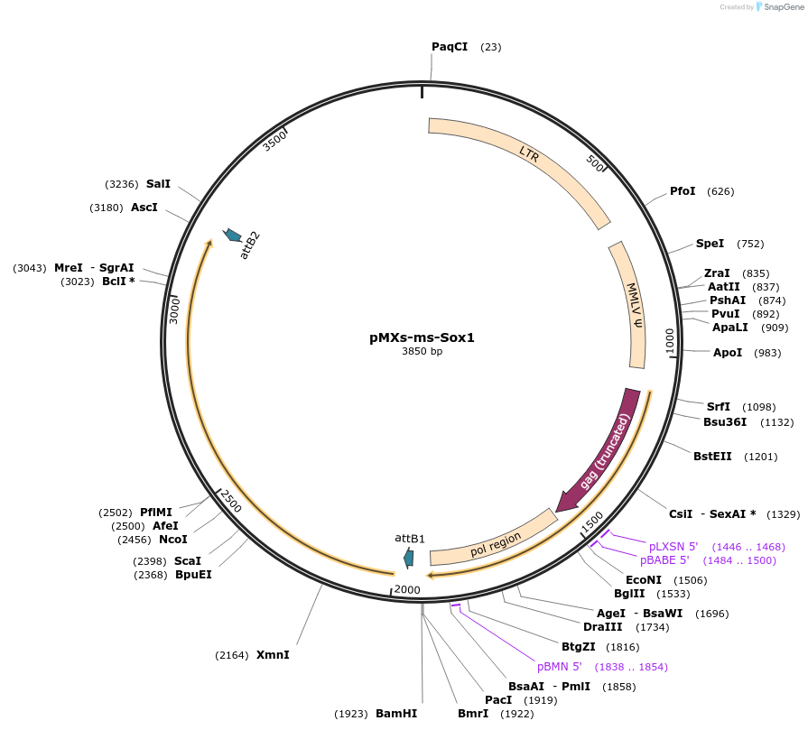 50778-plasmid-map-sequence-id-78383