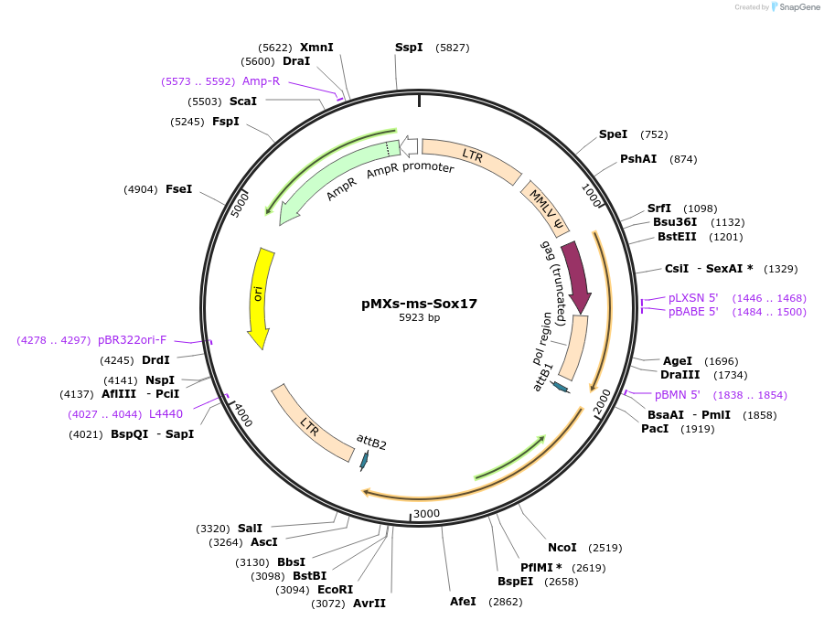 50781-plasmid-map-sequence-id-78387