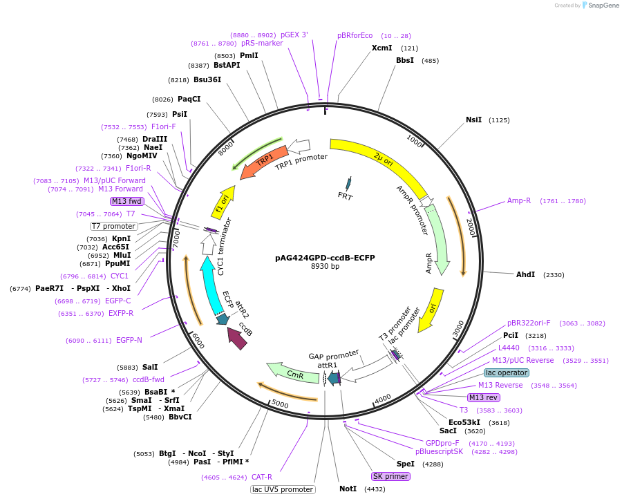 14176-plasmid-map-sequence-id-7839
